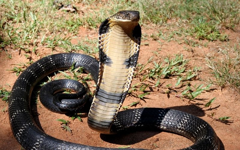 Un malade du Covid-19 mordu par un Cobra : voici ce qui lui est arrivé