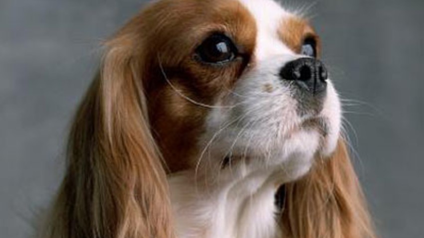 Un médecin confond un cancer et une allergie aux poils de chien