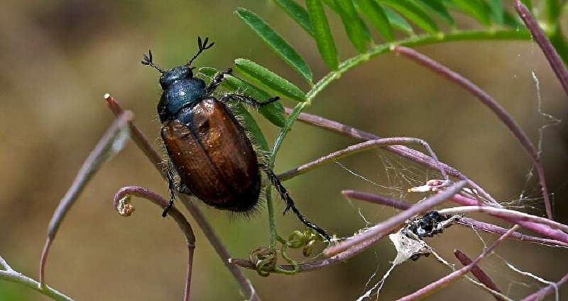 Un million d’insectes fétides chassent une famille de sa maison en Thaïlande (photo)