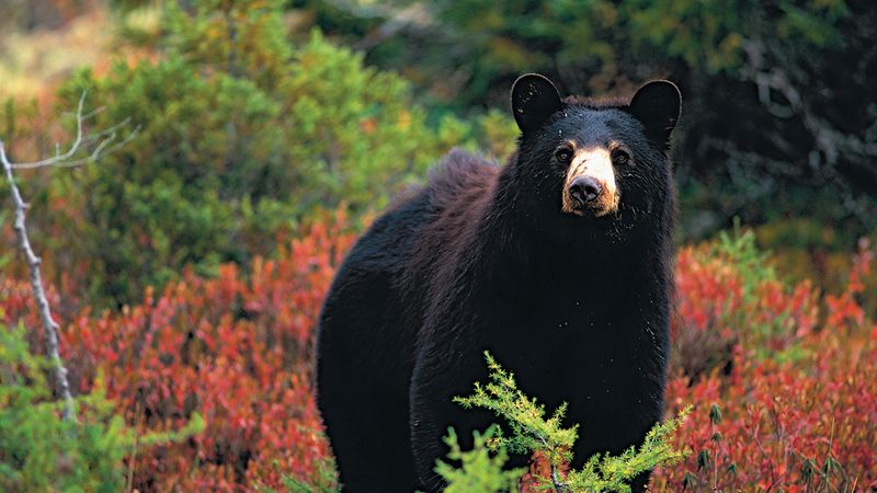 Un ours noir rejoint nonchalamment une famille en plein pique-nique (vidéo)