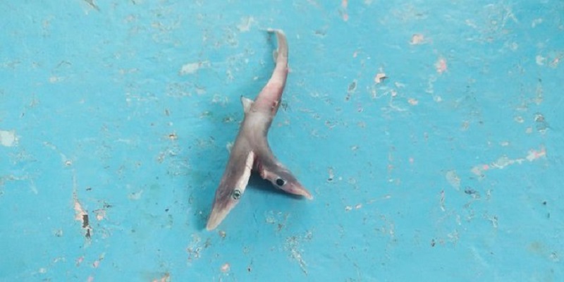 Un pêcheur indien attrape un requin à deux têtes (photo)