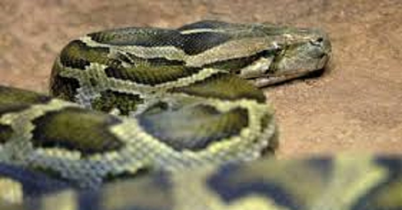Une femme surprise en train d’allaiter un serpent géant; les internautes indignés (photo)