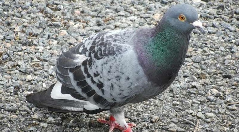 Un pigeon, soupçonné d’espionnage, arrêté et mis en prison
