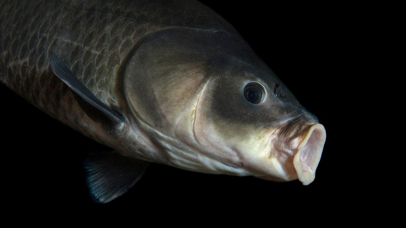 Un poisson « au visage humain » effraie des villageois (vidéo)