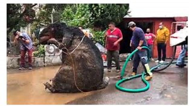 Un rat géant trouvé dans les égouts de Mexico (photo)
