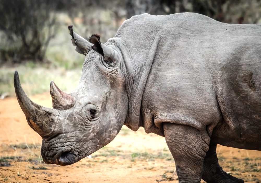 Insolite / Un rhinocéros prend en chasse des visiteurs d’un parc safari (vidéo)