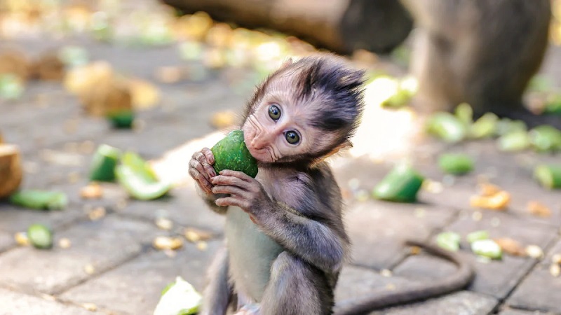 Un singe sur une mini-moto tente de kidnapper un enfant (vidéo)