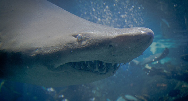 Un sportif attaqué par un grand requin-tigre sous les yeux d’un surfeur
