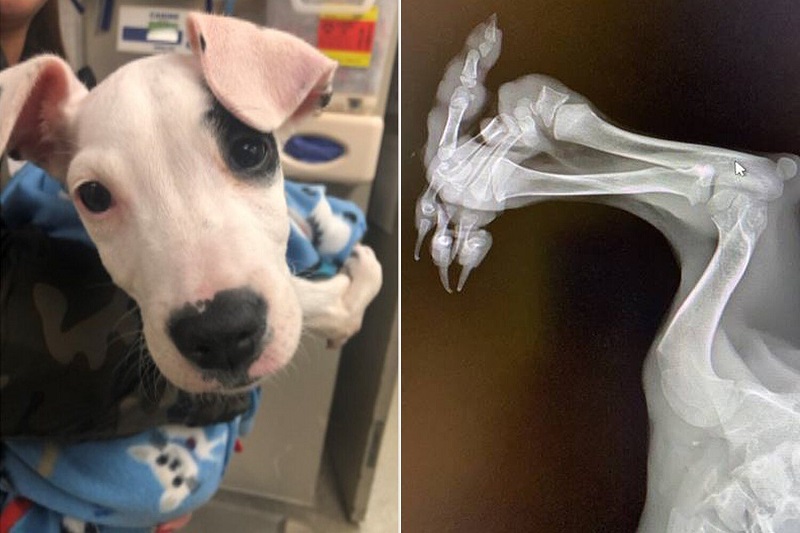 Un tout petit chiot vient au monde avec 5 pattes (photos)