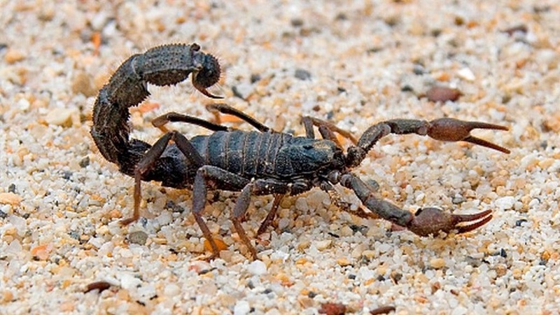 Maroc : les scorpions s’attaquent aux enfants, 2 fillettes tuées