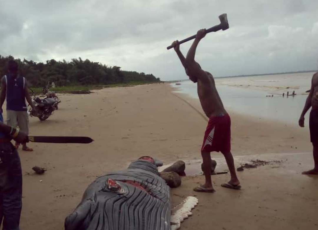 Insolite / Une baleine a (encore) eu le malheur d’échouer sur une plage africaine (photos)