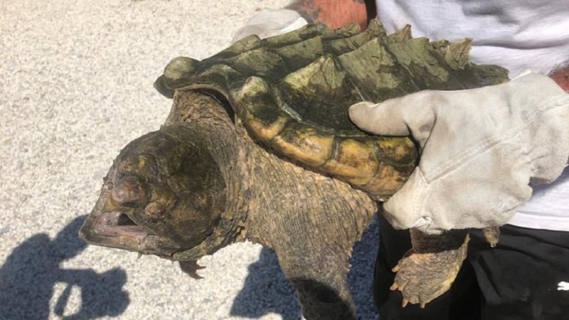 Une “effroyable” tortue découverte en France : “Une espèce très dangereuse” (photo)