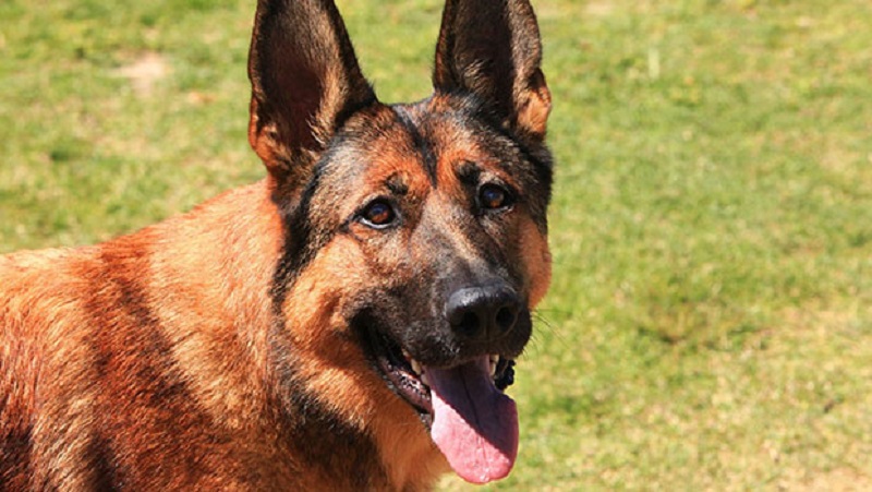 Togo : l’élevage des chiens de race, un business de plus en plus en vogue à Lomé