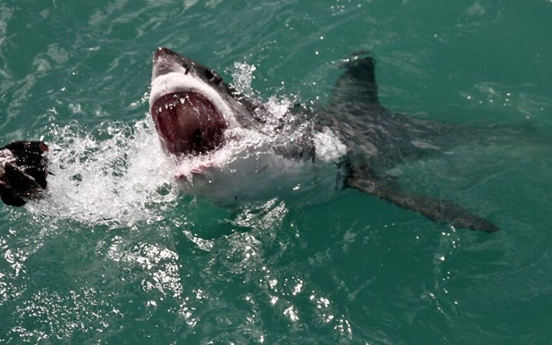 Une femme enceinte sauve son mari attaqué par un requin