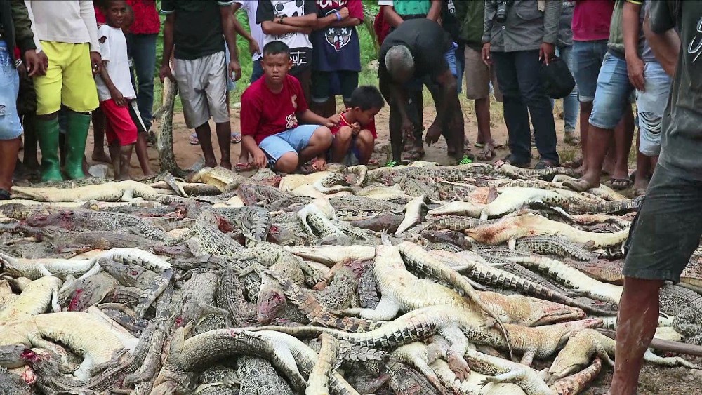 Pour avoir tué un des leurs ; ils déciment une ferme de 300 crocodiles