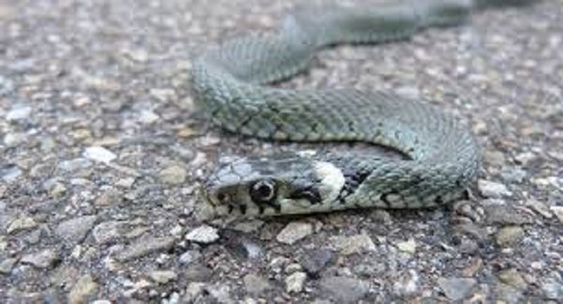 Une station-service lui refuse de l’essence, il y lâche des cobras pour se venger (vidéo)