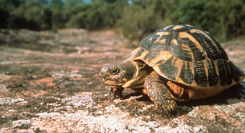 Une tortue à 2 têtes découverte en Virginie (vidéo)