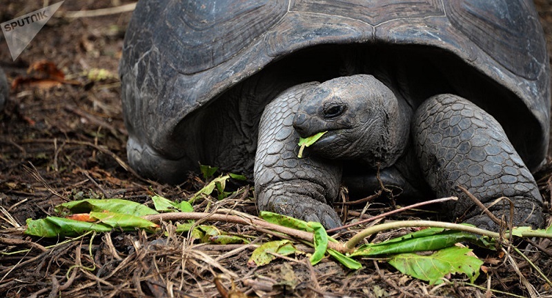 Une tortue «en colère» met le feu à une maison le jour de Noël (photo)
