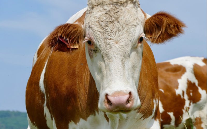 Une vache d’exception vendue à près de 200 millions de Fcfa