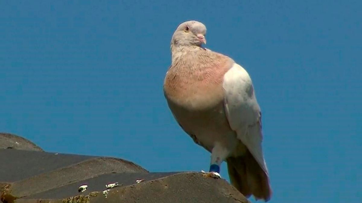 Venu des Etats-Unis, un pigeon va être euthanasié pour avoir enfreint les règles d’entrée en Australie