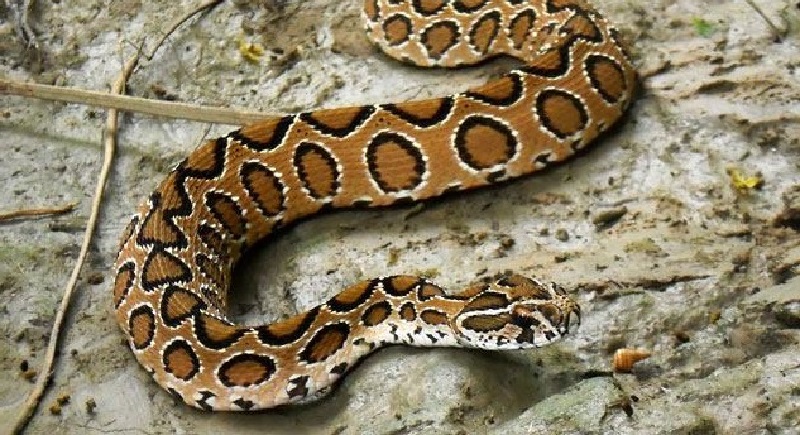 Venu retirer un serpent, il trouve une vipère qui donne naissance à 35 serpenteaux (vidéo)