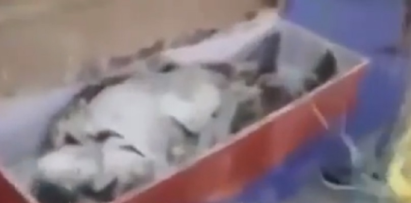 [Vidéo] Encore une affaire de résurrection dans une église ; un prophète nigérian sous le feu des critiques