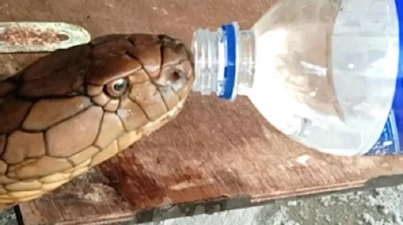 [Vidéo] Il offre de l’eau à un cobra assoiffé et émeut le web
