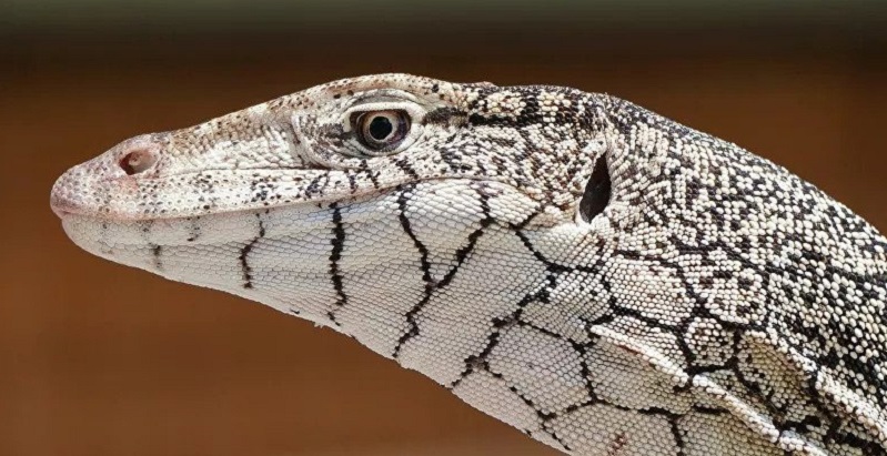 [Vidéo] La surprenante contre-attaque d’un varan poursuivi par 2 chiens