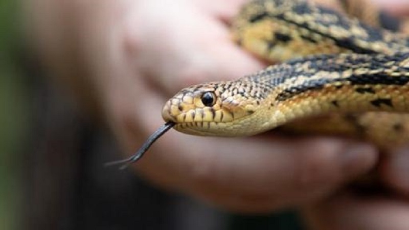 [Vidéo] Pris d’un besoin pressant, il se retrouve face à un python de 2 mètres dans la cuvette des WC
