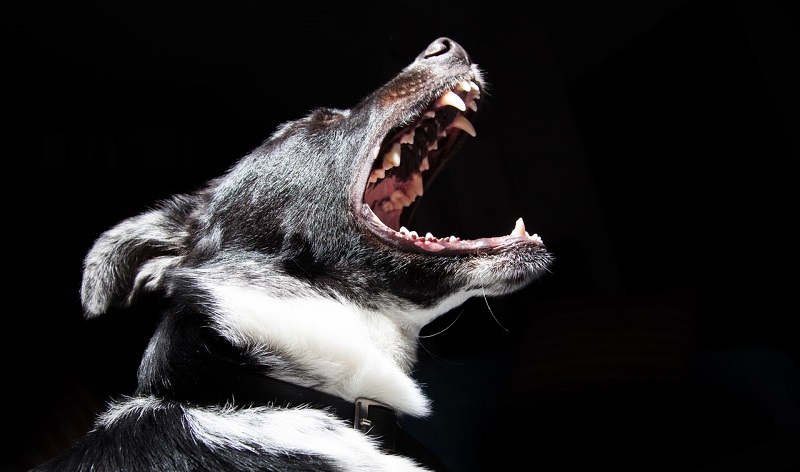 Voici 5 signes d’avertissement d’un chien prêt à mordre