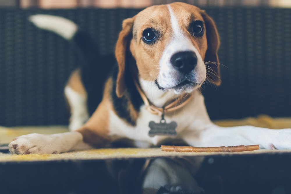Se faire lécher par un chien peut être fatal : un rapport met en garde contre une bactérie