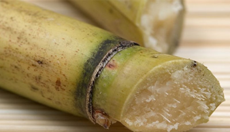 Voici les 10 vertus aphrodisiaques et diurétiques de la canne à sucre
