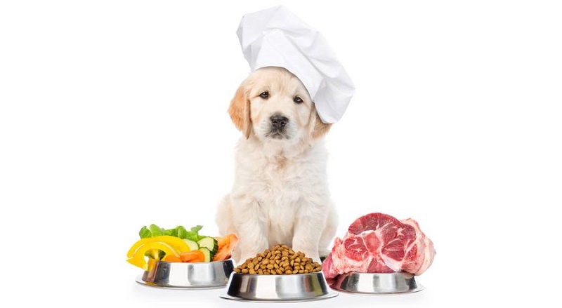 Voici les aliments à ne surtout pas donner aux chiens