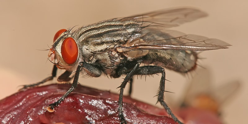 Voici pourquoi les mouches domestiques représentent une menace