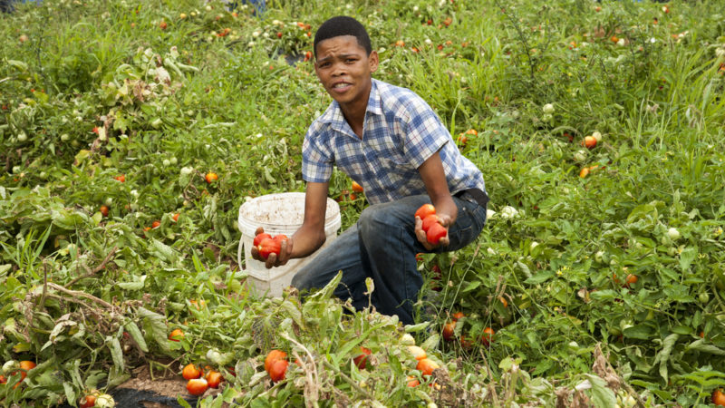 Togo : voici les 9 filières agricoles les plus porteuses pour la jeunesse, selon la Banque Mondiale