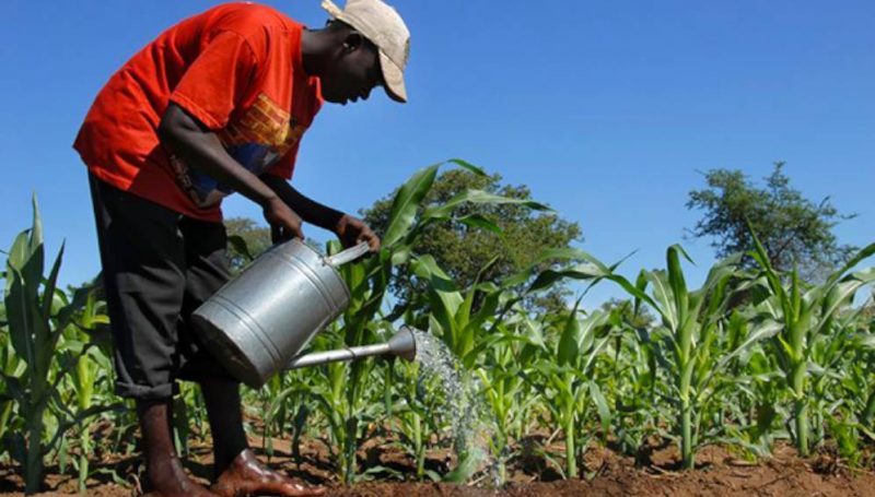 Togo : une entreprise agricole recrute (7 mai)