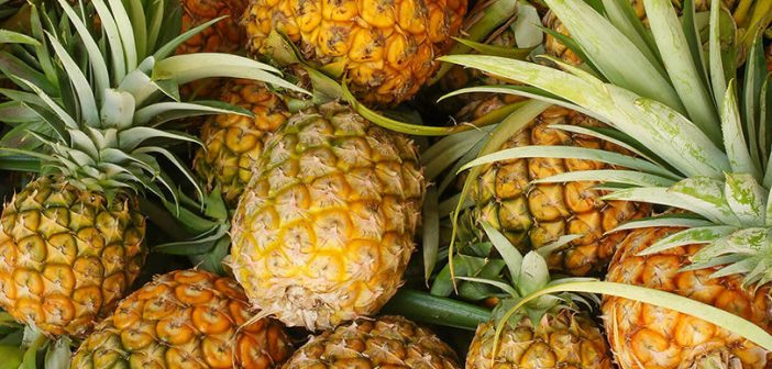 Togo : les exportations d’ananas ont rapporté 1,5 milliard en 2018