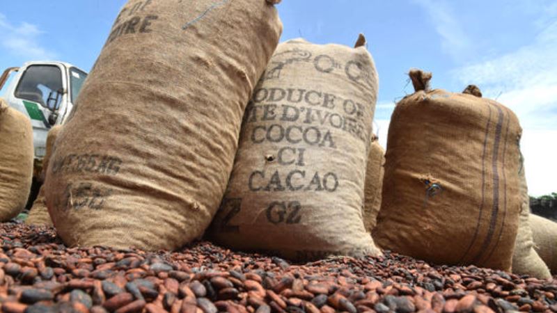 Côte d’Ivoire / Cacao : le pays lance la construction de 2 complexes industriels