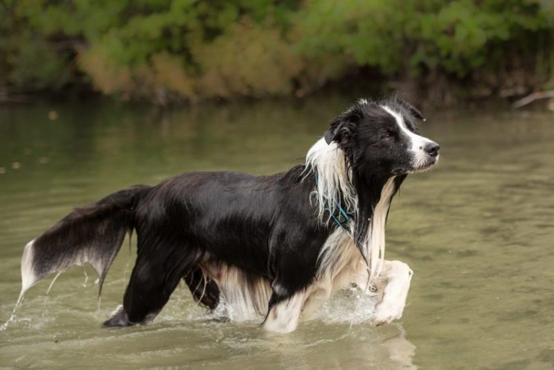 France : un homme meurt en essayant de sauver son chien