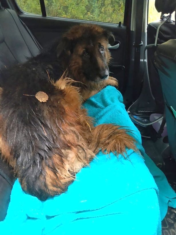 Enterrée vivante, une chienne parvient à s’échapper de sa tombe pour être secourue