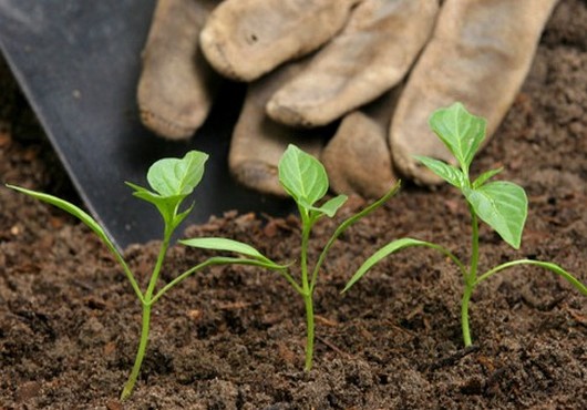 Comment réussir une agriculture biologique ?