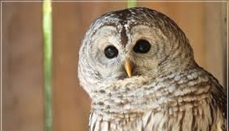 Science : mieux comprendre les superstitions autour des hiboux