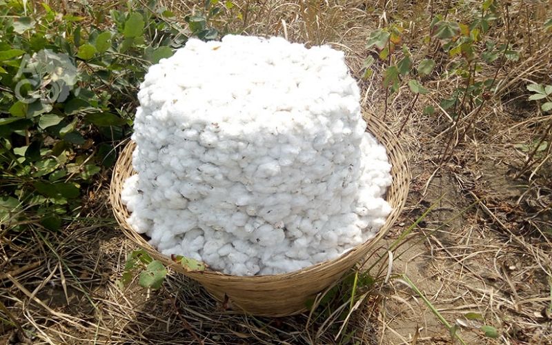 Togo: Le prix du kilo de coton fixé à 225 fcfa