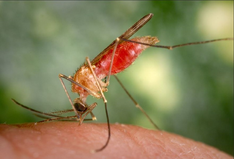 Pourquoi les moustiques sont-ils attirés par les humains ?
