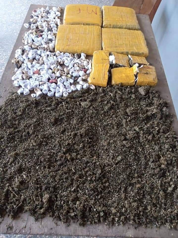 Togo : des trafiquants et consommateurs de Cannabis coffrés ; photo de leur impressionnante réserve