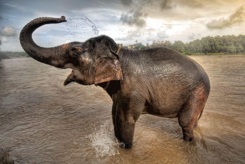 Côte d’ivoire : Ahmed, l’éléphant solitaire qui fait des siennes dans le pays