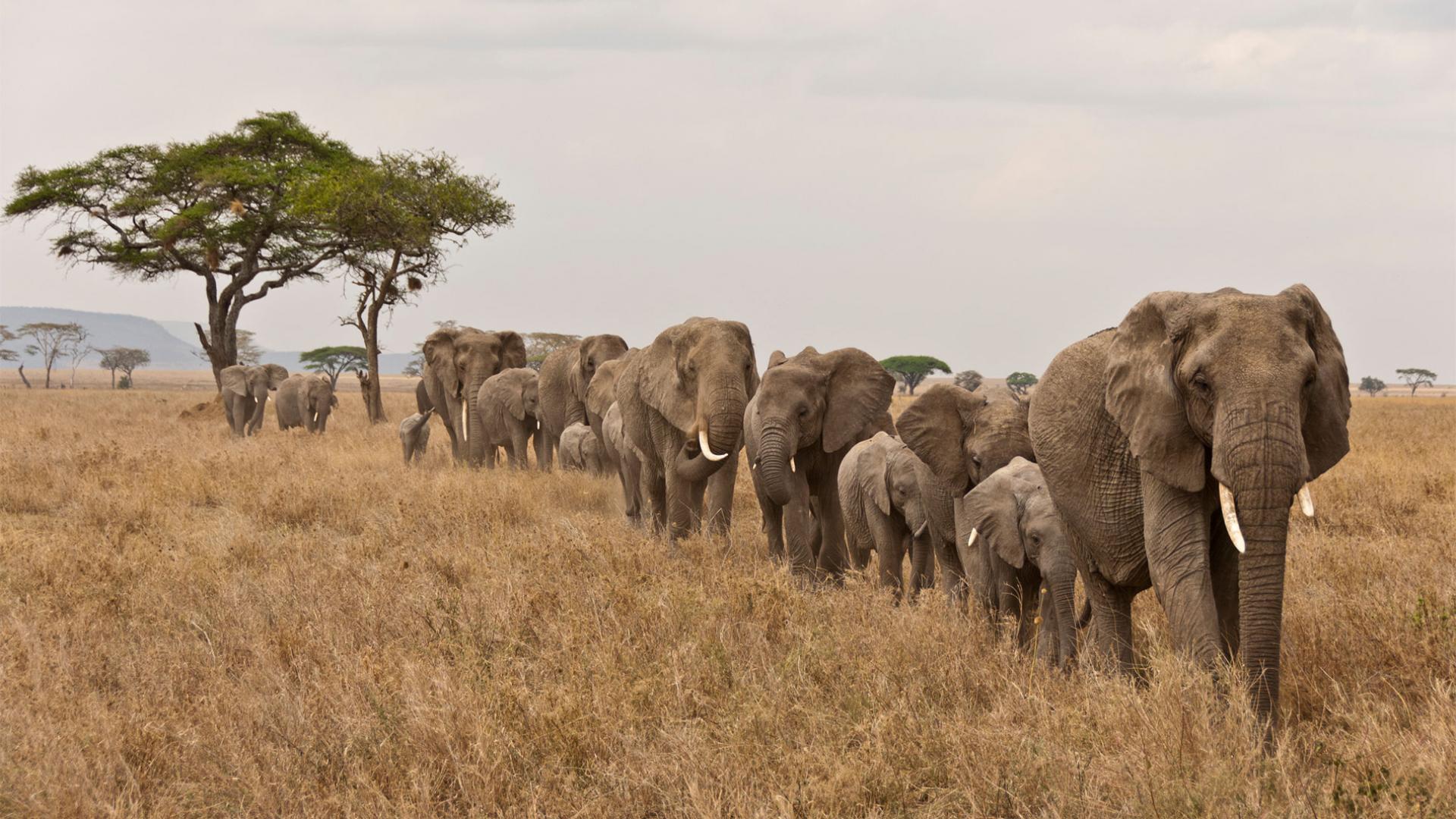 Bénin : un éléphant tue un enfant