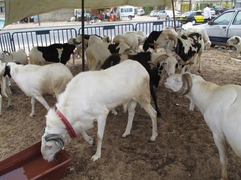 Togo – Fête de Tabaski : plus de 1 600 moutons et bœufs distribués aux familles démunies
