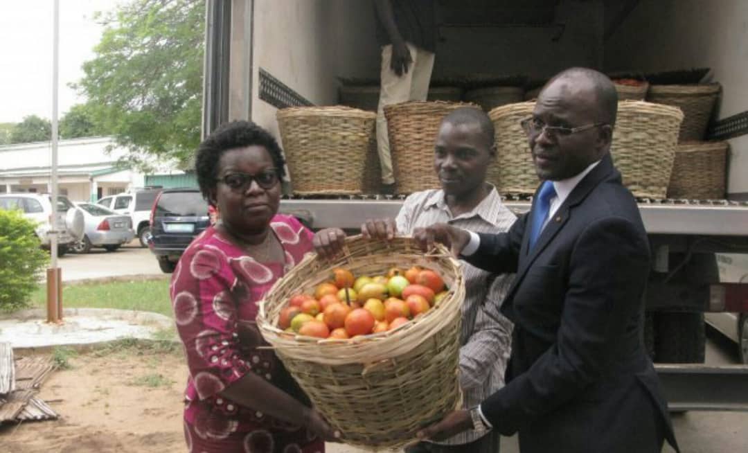 Togo : achat de 9 tonnes de tomates par le ministère de l’Agriculture