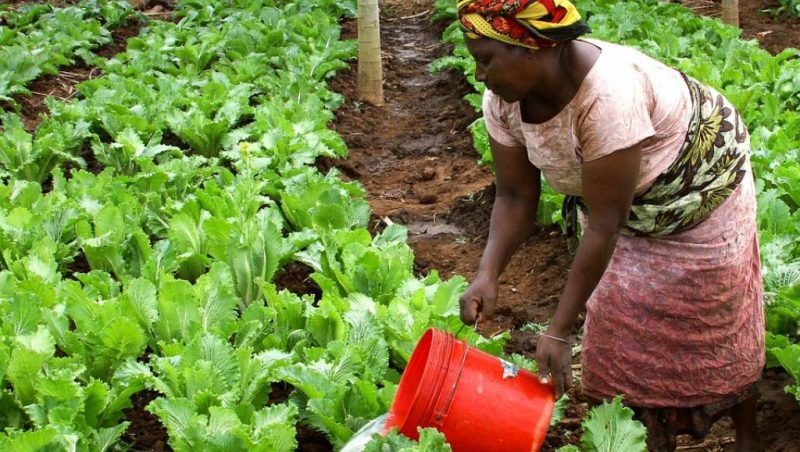 Cedeao/PATAE : lancement de 3 projets agro écologiques au Togo